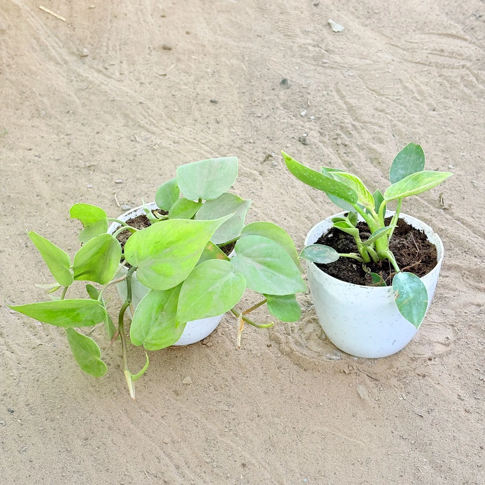 Set of 2 - Oxycardium Green & Philodendron Birkin in 4 Inch White Premium Orchid Round Plastic Pot