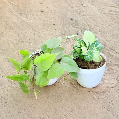 Set of 2 - Oxycardium Green & Syngonium Butterfly in 4 Inch White Premium Orchid Round Plastic Pot