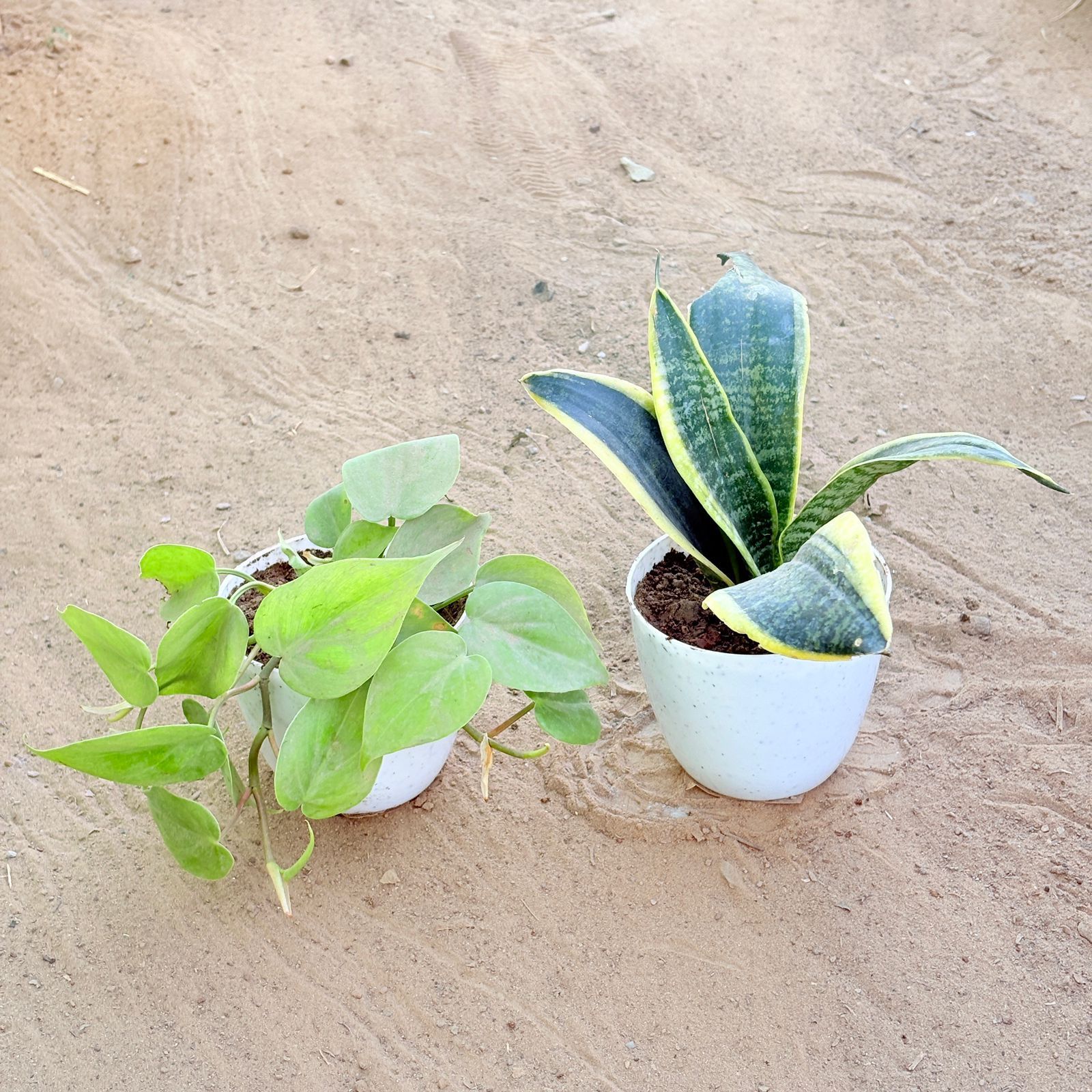 Set of 2 - Oxycardium Green & Snake Yellow in 4 Inch White Premium Orchid Round Plastic Pot