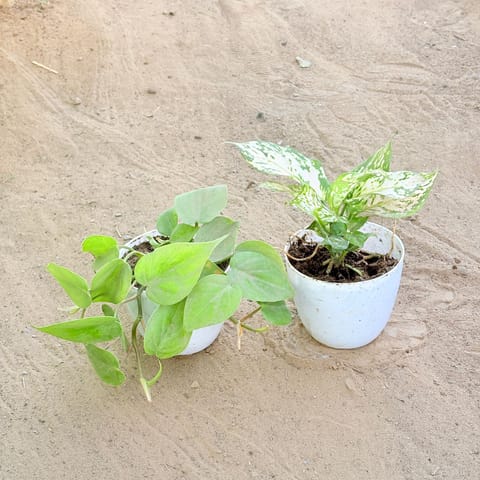 Set of 2 - Oxycardium Green & Aglaonema White in 4 Inch White Premium Orchid Round Plastic Pot