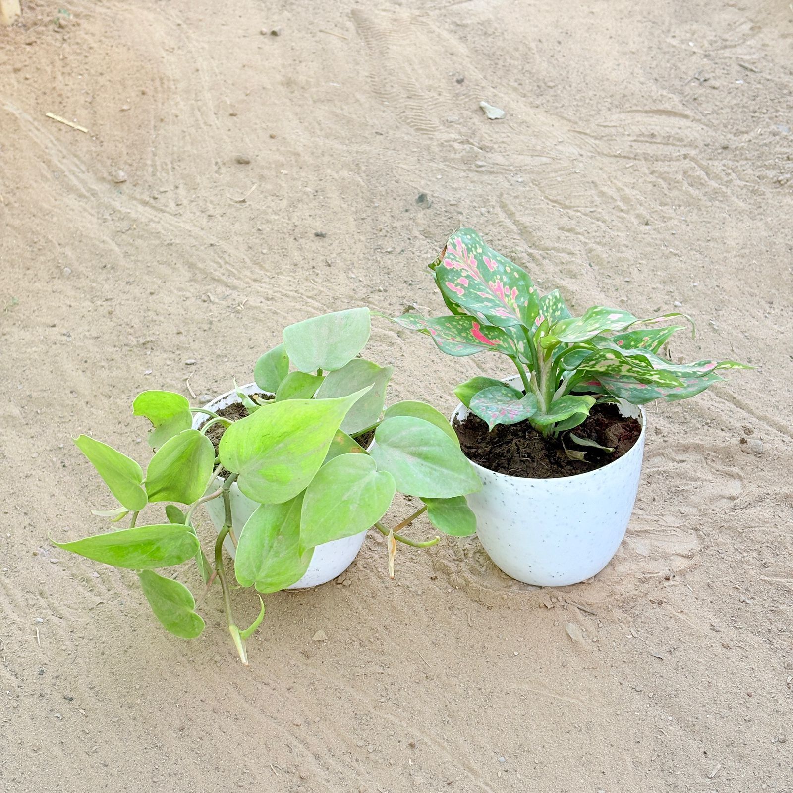 Set of 2 - Oxycardium Green & Aglaonema Pink in 4 Inch White Premium Orchid Round Plastic Pot