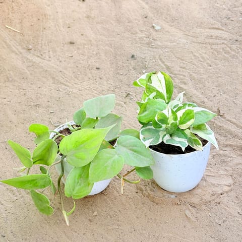 Set of 2 - Oxycardium Green & Money Plant N'Joy in 4 Inch White Premium Orchid Round Plastic Pot