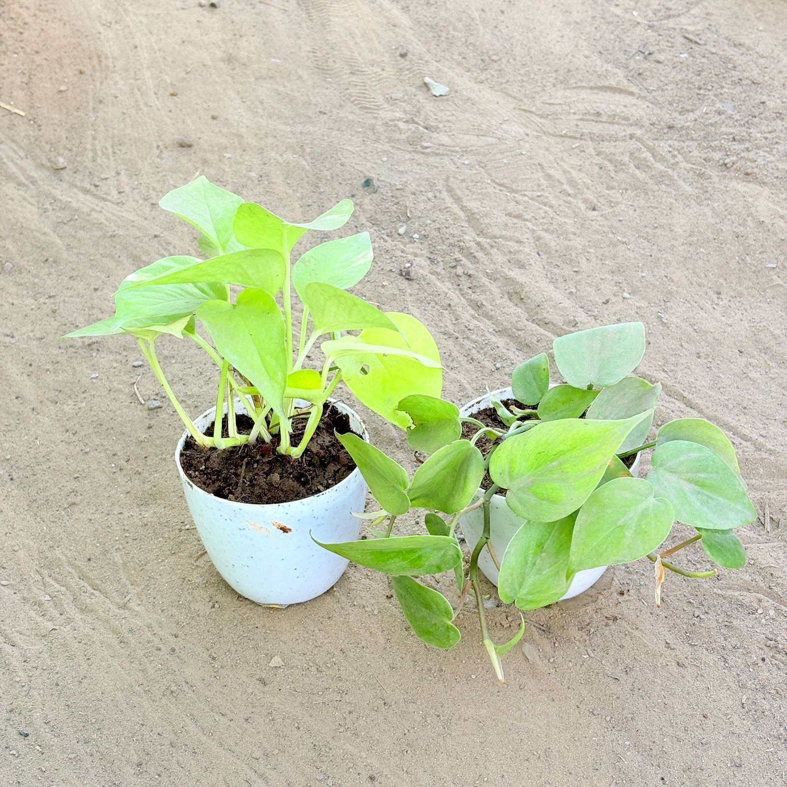 Set of 2 - Oxycardium Green & Money Plant Golden in 4 Inch White Premium Orchid Round Plastic Pot