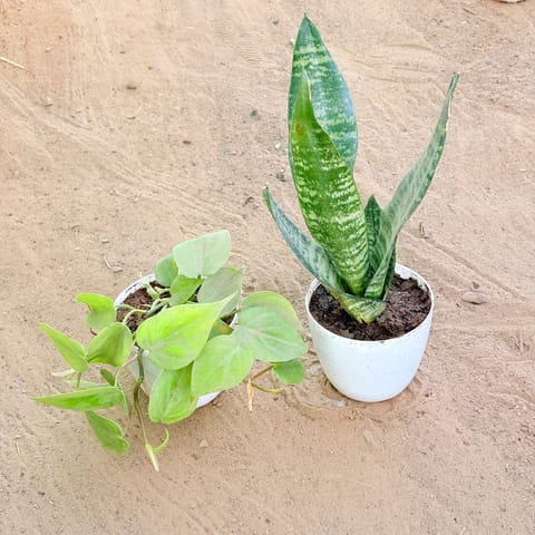 Set of 2 - Oxycardium Green & Snake Green in 4 Inch White Premium Orchid Round Plastic Pot