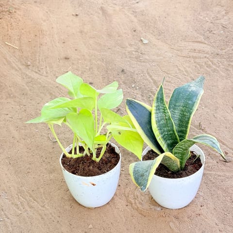 Set of 2 - Money Plant Golden & Snake Yellow in 4 Inch Live Fresh Plant White Premium Orchid Round Plastic Pot in Mayur Vihar Phase 1
