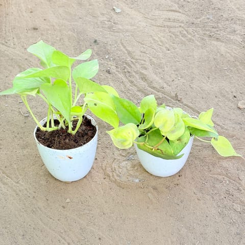 Set of 2 - Money Plant Golden & Oxycardium Golden in 4 Inch Live Fresh Plant White Premium Orchid Round Plastic Pot in Sector 6