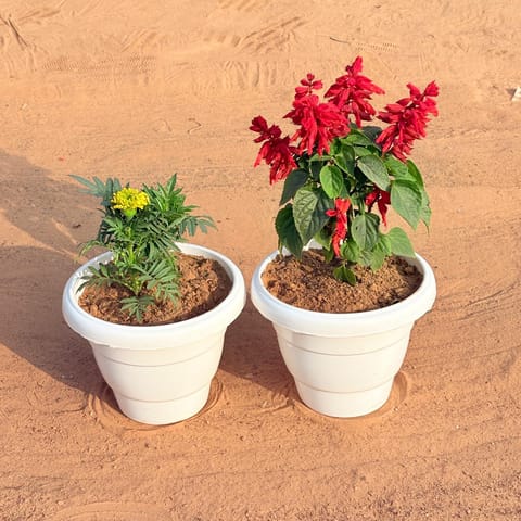 Set of 2 - Salvia Red & Marigold / Genda (Any Colour) in 8 Inch White Classy Plastic Pot