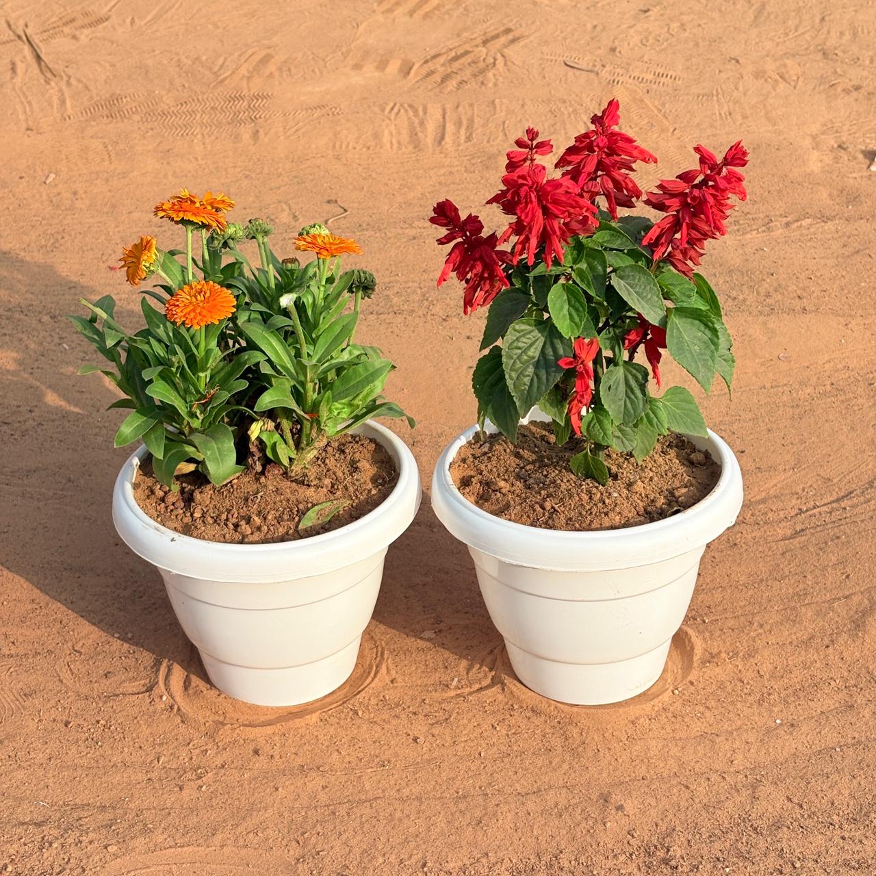 Set of 2 - Salvia Red & Calendula (Any Colour) in 8 Inch White Classy Plastic Pot