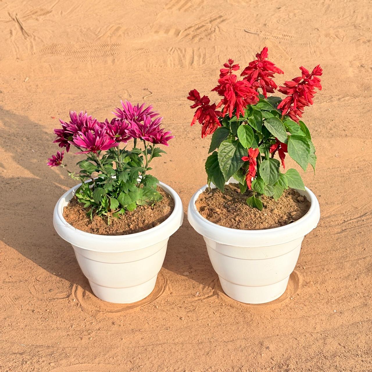 Set of 2 - Salvia Red & Chrysanthemum / Guldawari / Guldaudi (Any Colour) in 8 Inch White Classy Plastic Pot