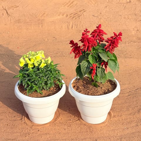 Set of 2 - Salvia Red & Antirrhinum Majus / Dog Flower (Any Colour) in 8 Inch White Classy Plastic Pot