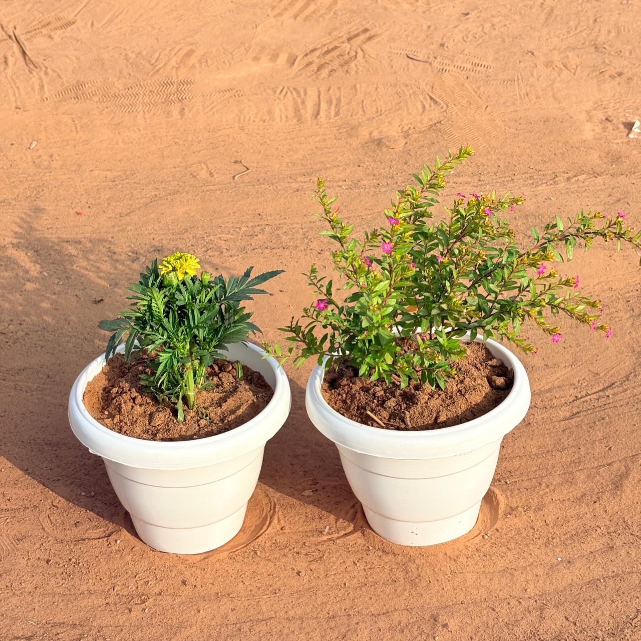 Set of 2 - Cuphea / False Heather & Marigold / Genda (Any Colour) in 8 Inch White Classy Plastic Pot