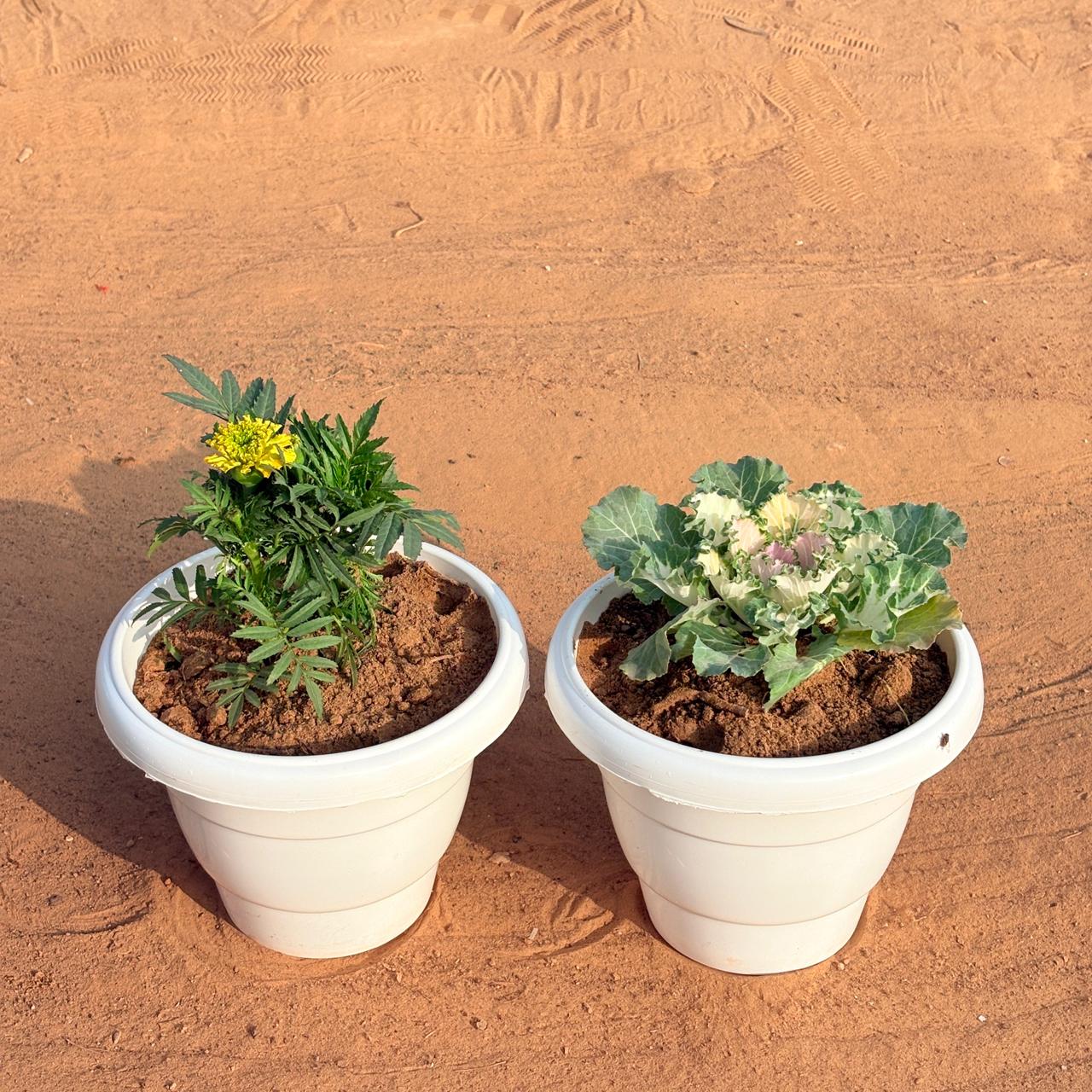 Set of 2 - Kale & Marigold / Genda (Any Colour) in 8 Inch White Classy Plastic Pot