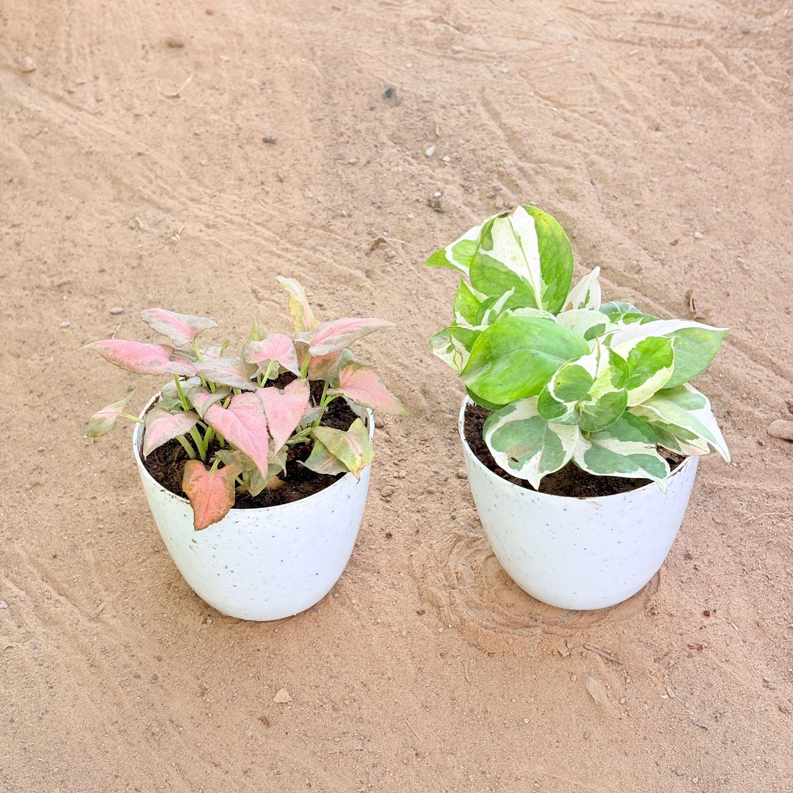 Set of 2 - Syngonium Pink Arrowhead & Money Plant N'Joy in 4 Inch White Premium Orchid Round Plastic Pot