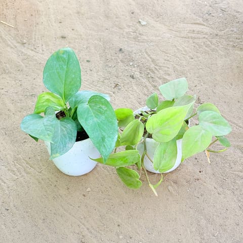 Set of 2 - Money Plant Green & Oxycardium Green in 4 Inch Live Fresh Plant White Premium Orchid Round Plastic Pot in Sector 55