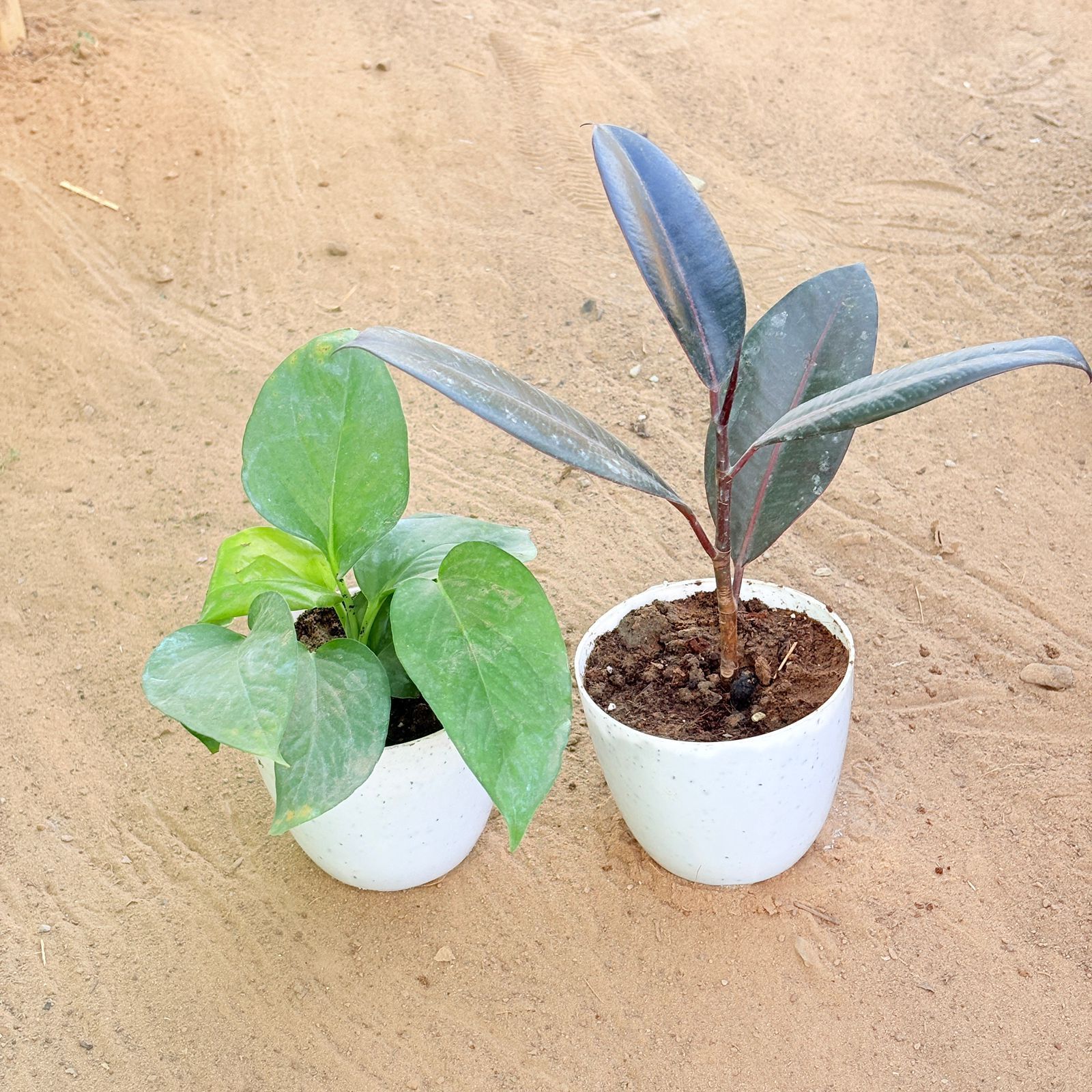 Set of 2 - Money Plant Green & Rubber Black in 4 Inch White Premium Orchid Round Plastic Pot