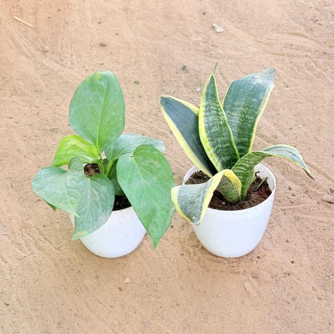 Set of 2 - Money Plant Green & Snake Yellow in 4 Inch Live Fresh Plant White Premium Orchid Round Plastic Pot in Powai