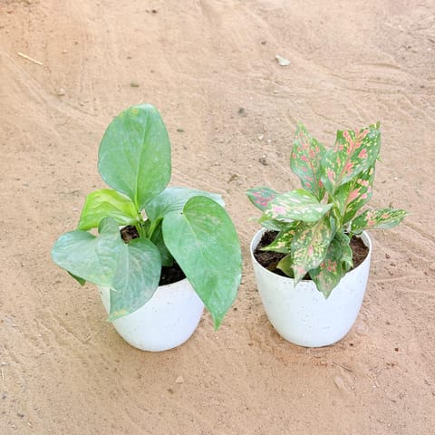 Set of 2 - Money Plant Green & Aglaonema Pink in 4 Inch Live Fresh Plant White Premium Orchid Round Plastic Pot in Gorai