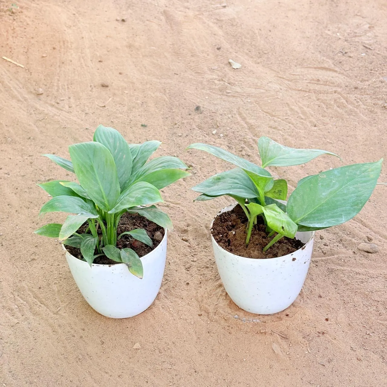 Set of 2 - Peace Lily & Money Plant Green in 4 Inch White Premium Orchid Round Plastic Pot