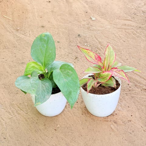 Set of 2 - Money Plant Green & Aglaonema Lipstick in 4 Inch Live Fresh Plant White Premium Orchid Round Plastic Pot in Sector 105
