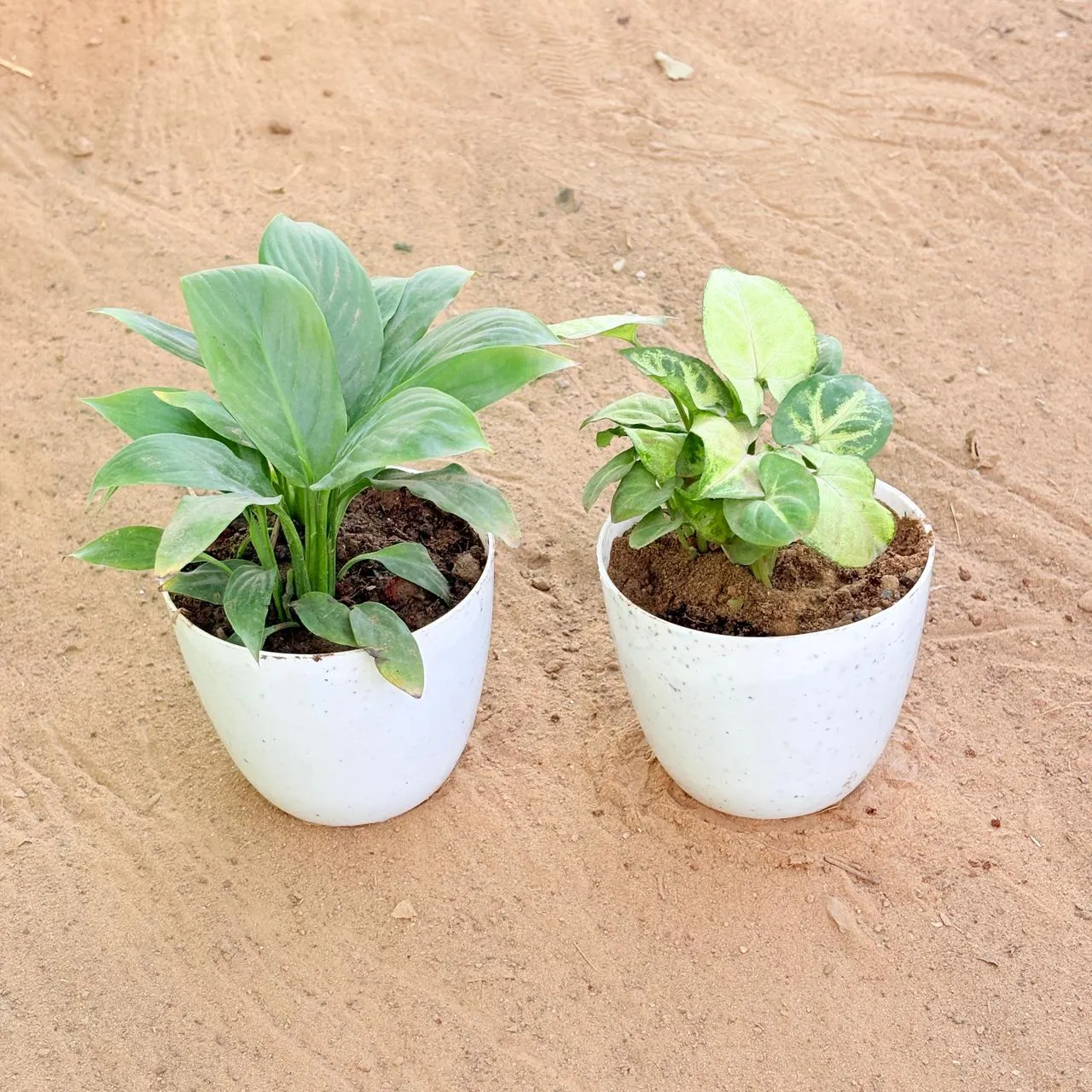 Set of 2 - Peace Lily & Syngonium Butterfly in 4 Inch White Premium Orchid Round Plastic Pot