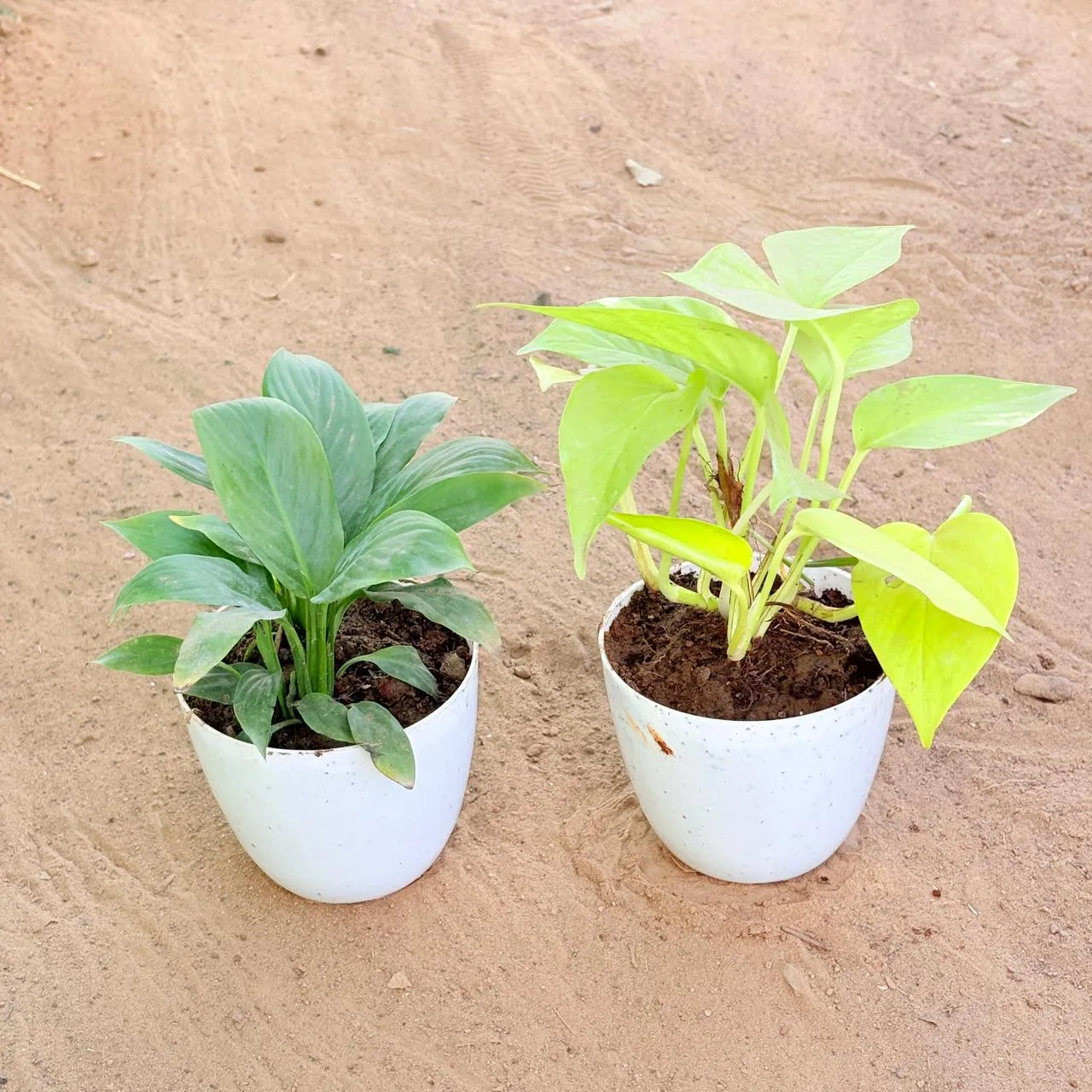 Set of 2 - Peace Lily & Money Plant Golden in 4 Inch White Premium Orchid Round Plastic Pot