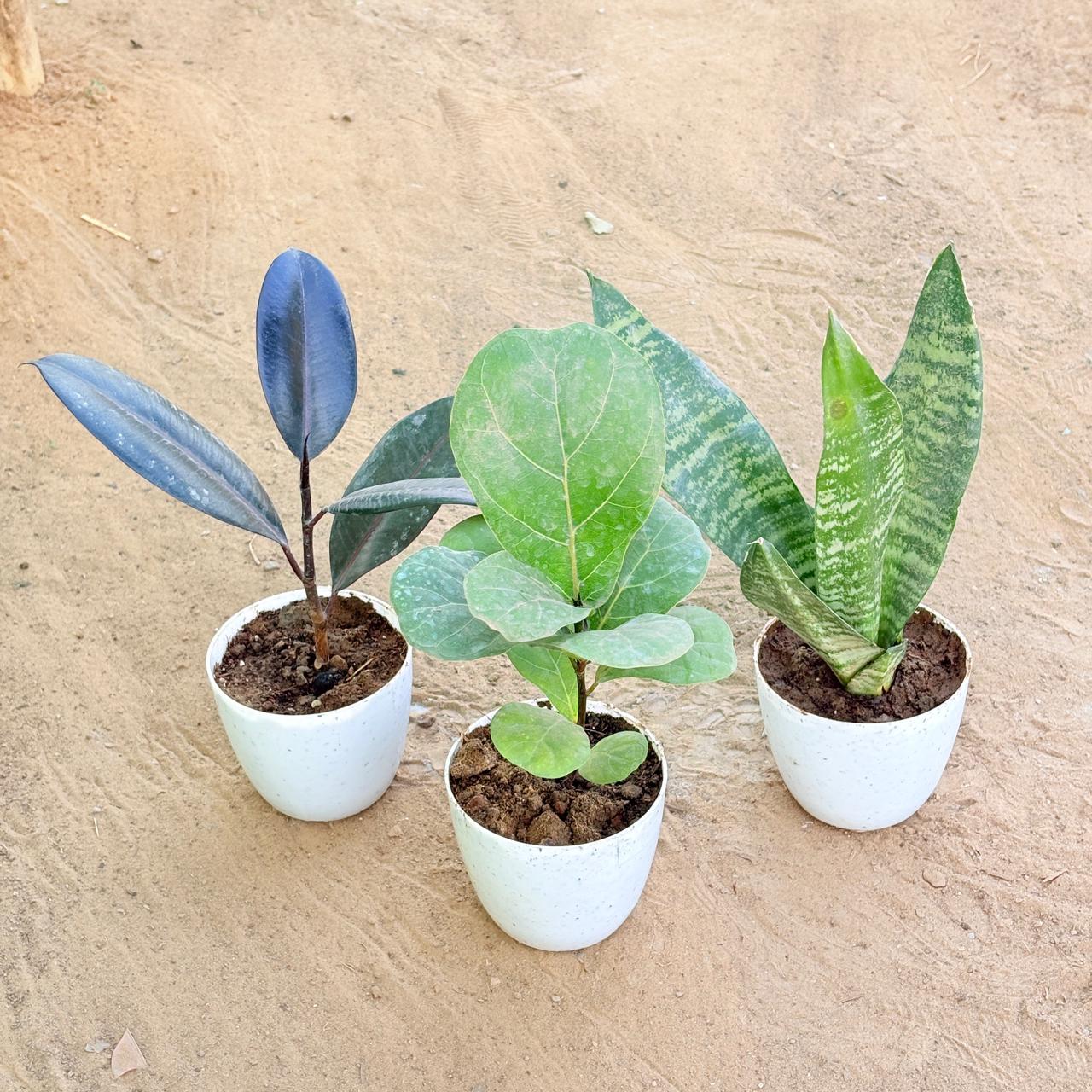 Set of 3 - Rubber Black, Snake Green & Fiddle Leaf Fig / Ficus Lyrata in 4 Inch White Premium Orchid Round Plastic Pot