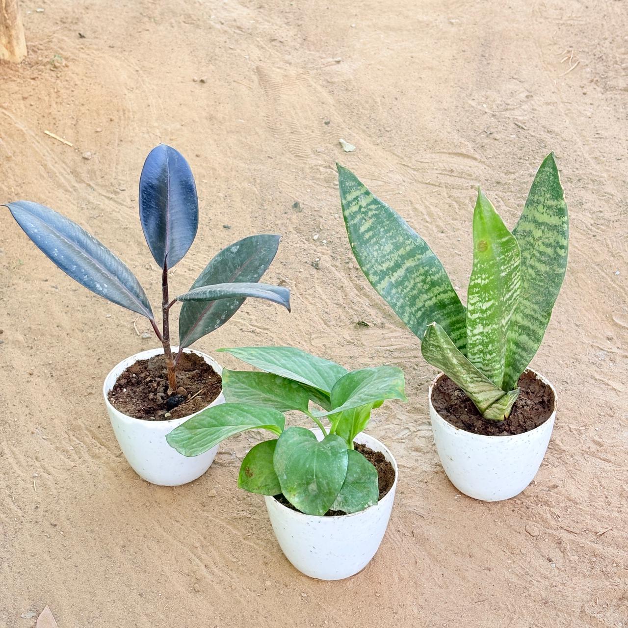 Set of 3 - Rubber Black, Snake Green & Money Plant Green in 4 Inch White Premium Orchid Round Plastic Pot