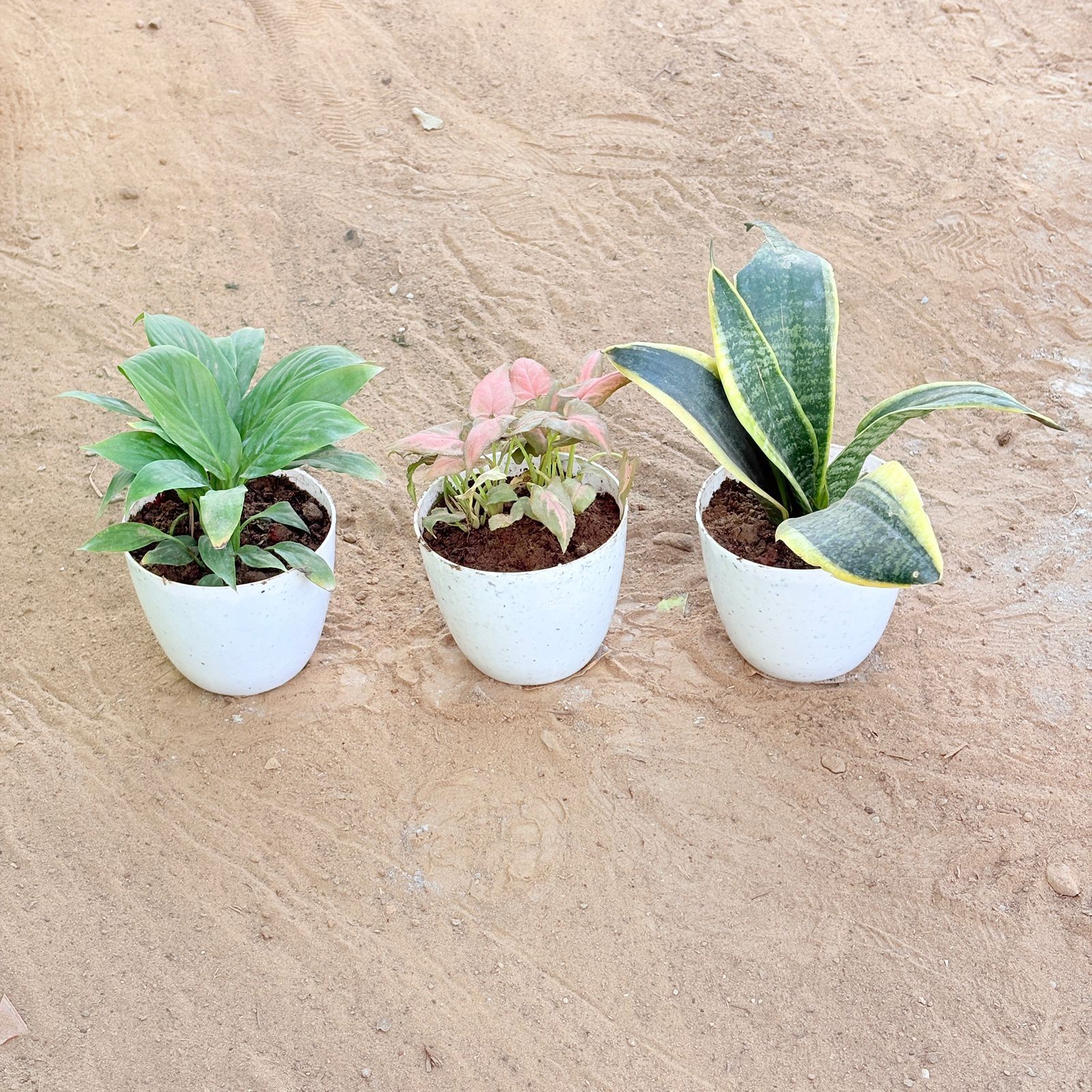 Set of 3 - Peace Lily, Syngonium Pink Arrowhead & Snake Yellow in 4 Inch White Premium Orchid Round Plastic Pot