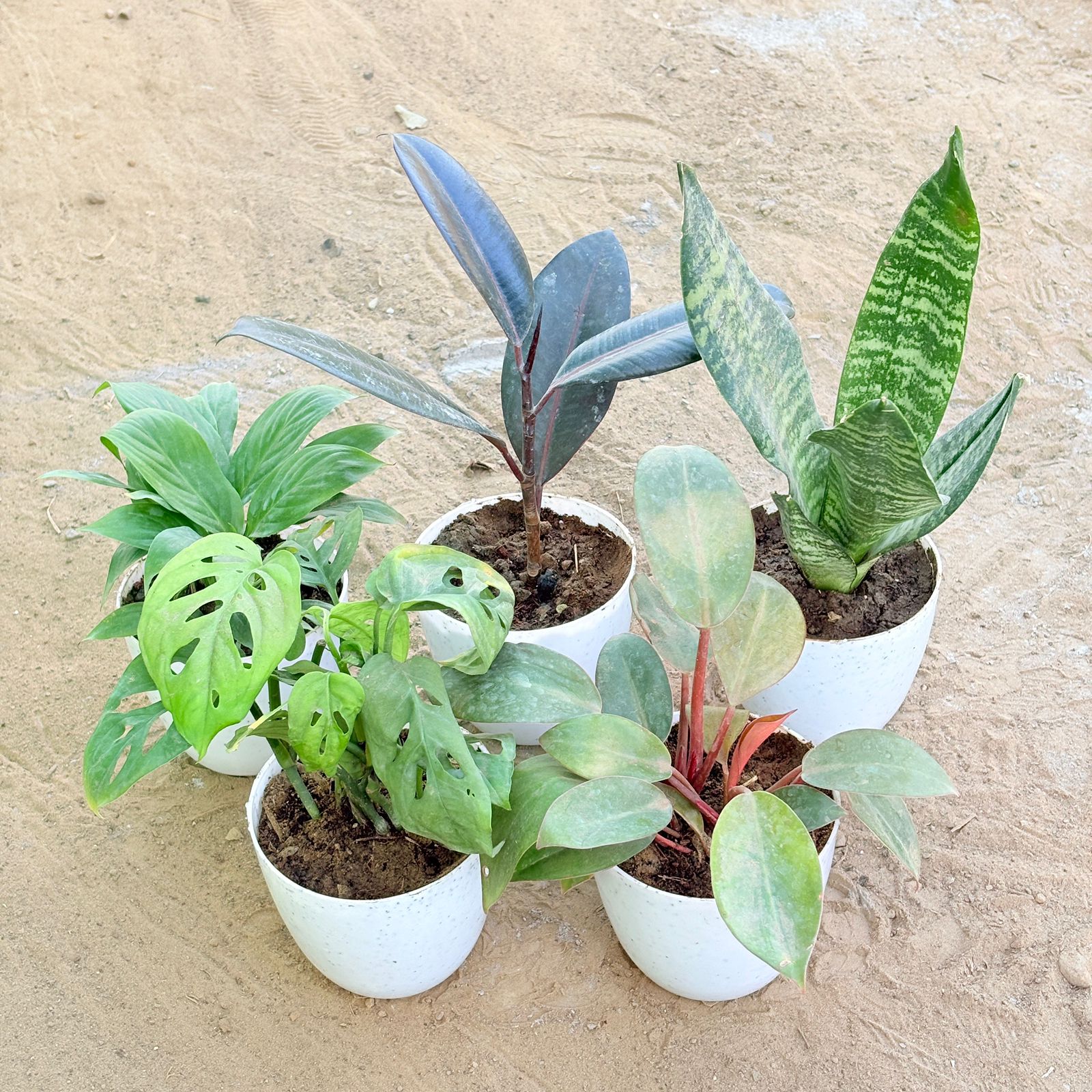 Set of 5 - Peace Lily, Rubber Black, Snake Green, Monstera Broken Heart & Philodendron Red in 4 Inch White Premium Orchid Round Plastic Pot