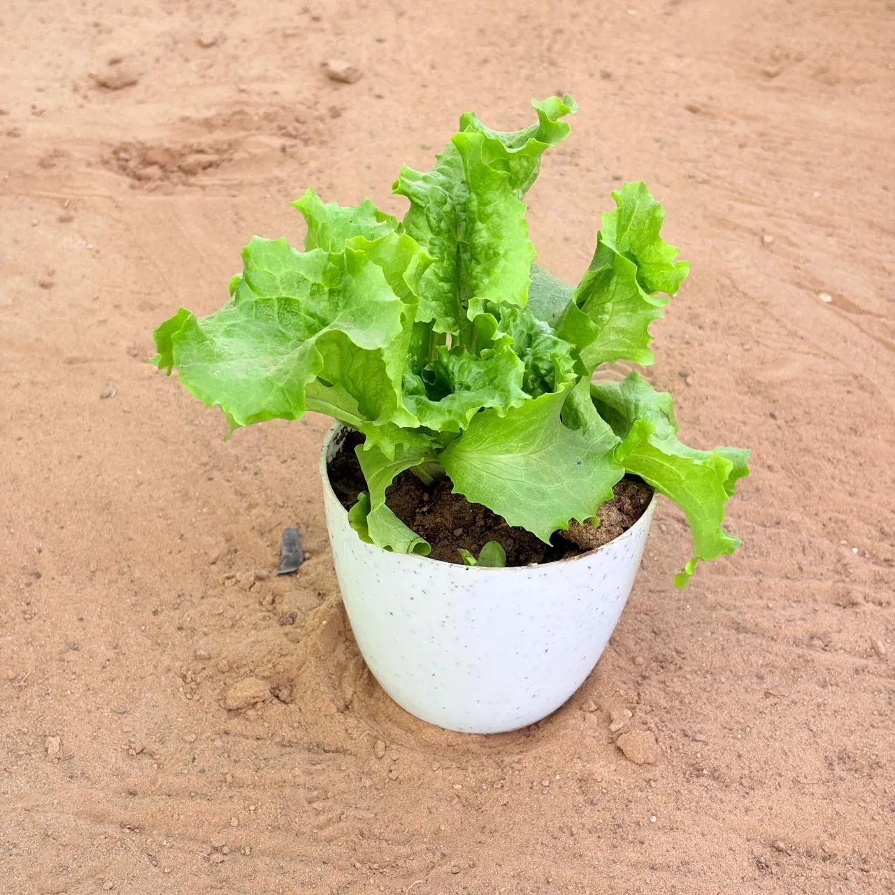 Lettuce Green / Salad Patta in 4 Inch White Premium Orchid Round Plastic Pot