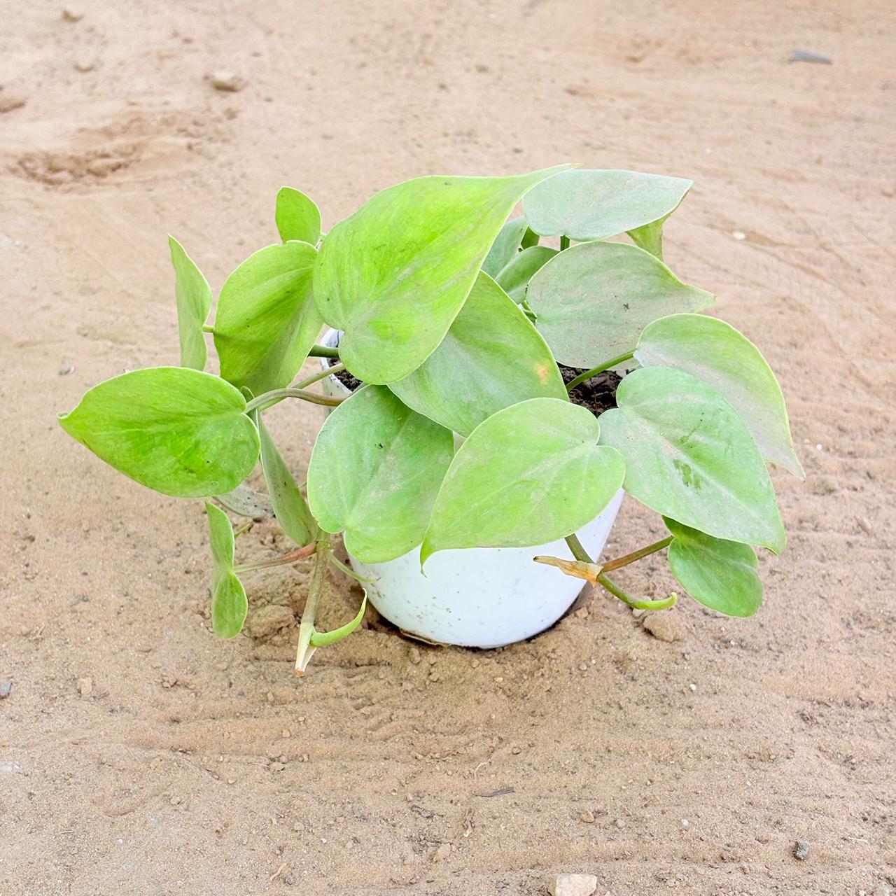 Oxycardium Green in 4 Inch White Premium Orchid Round Plastic Pot