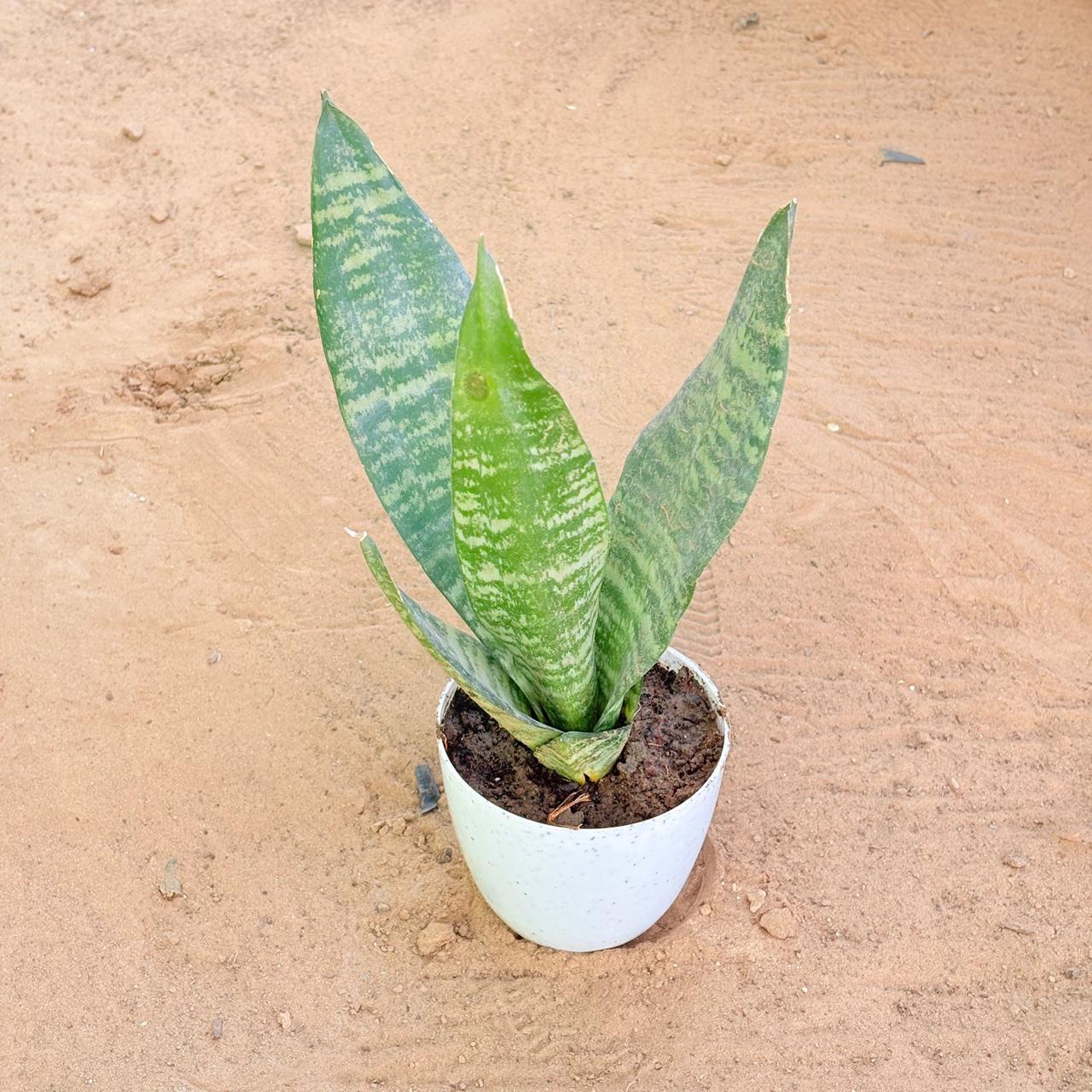 Snake Green in 4 Inch White Premium Orchid Round Plastic Pot