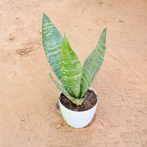 Snake Green in 4 Inch White Premium Orchid Round Plastic Pot