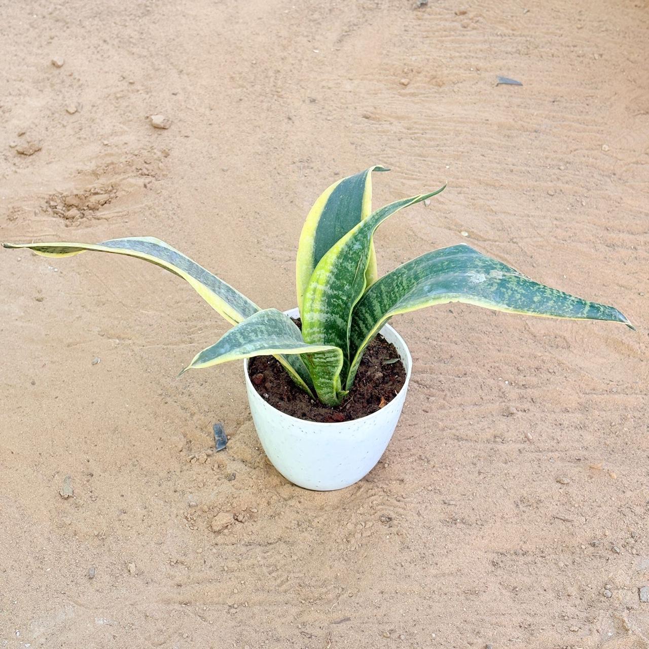 Snake Yellow in 4 Inch White Premium Orchid Round Plastic Pot
