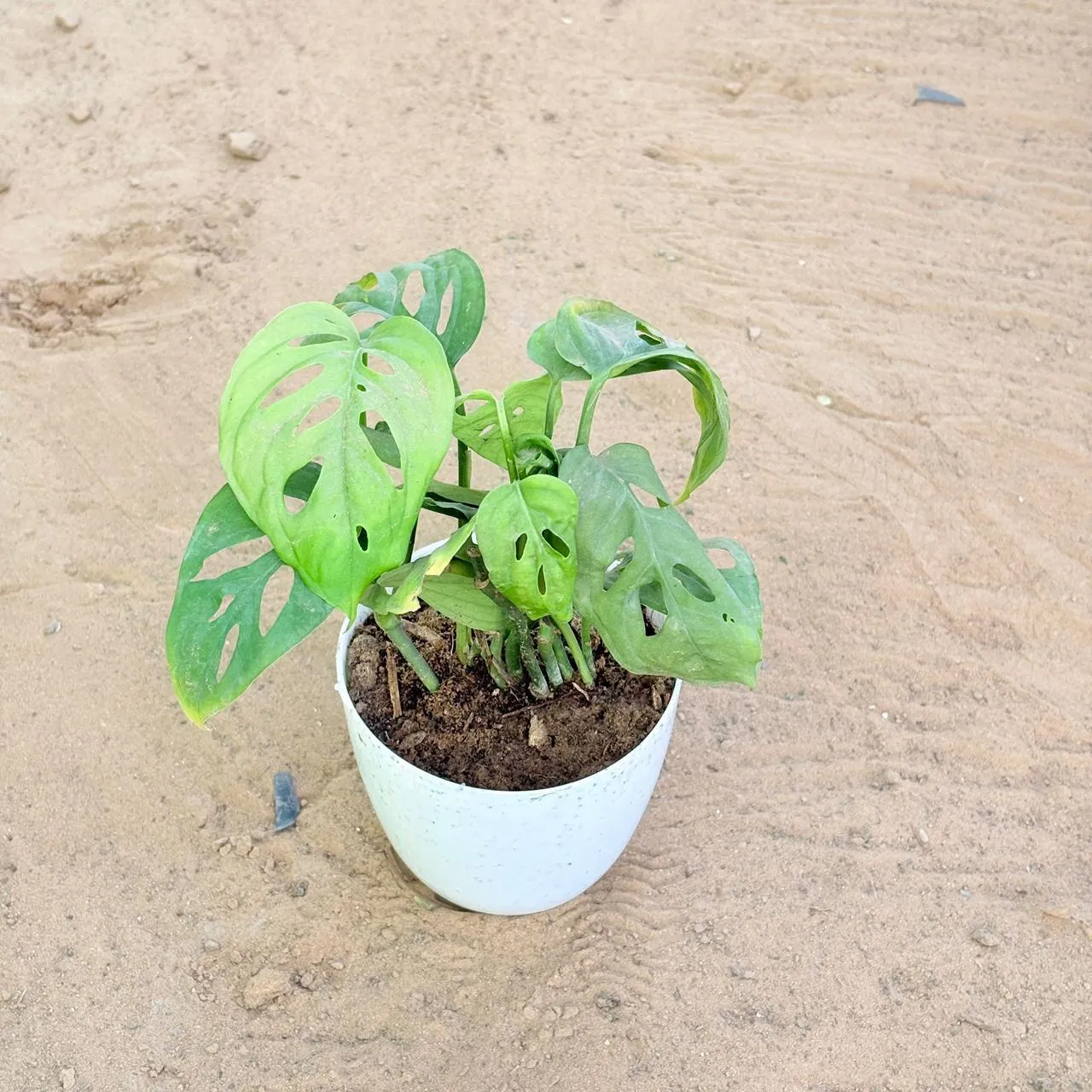 Monstera Broken Heart in 4 Inch White Premium Orchid Round Plastic Pot