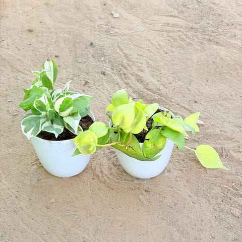 Set of 2 - Oxycardium Golden & Money Plant N'Joy in 4 Inch White Premium Orchid Round Plastic Pot