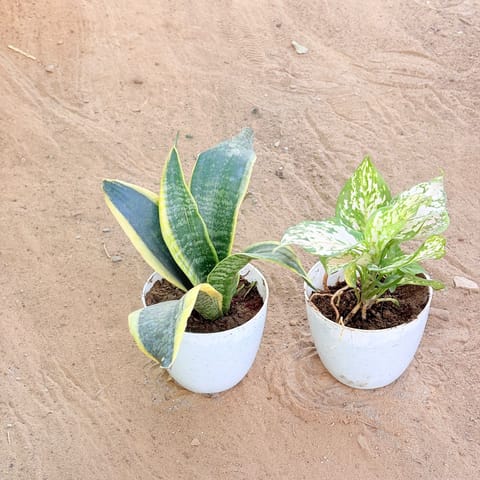 Set of 2 - Snake Yellow & Aglaonema White in 4 Inch Live Fresh Plant White Premium Orchid Round Plastic Pot in Sector 7