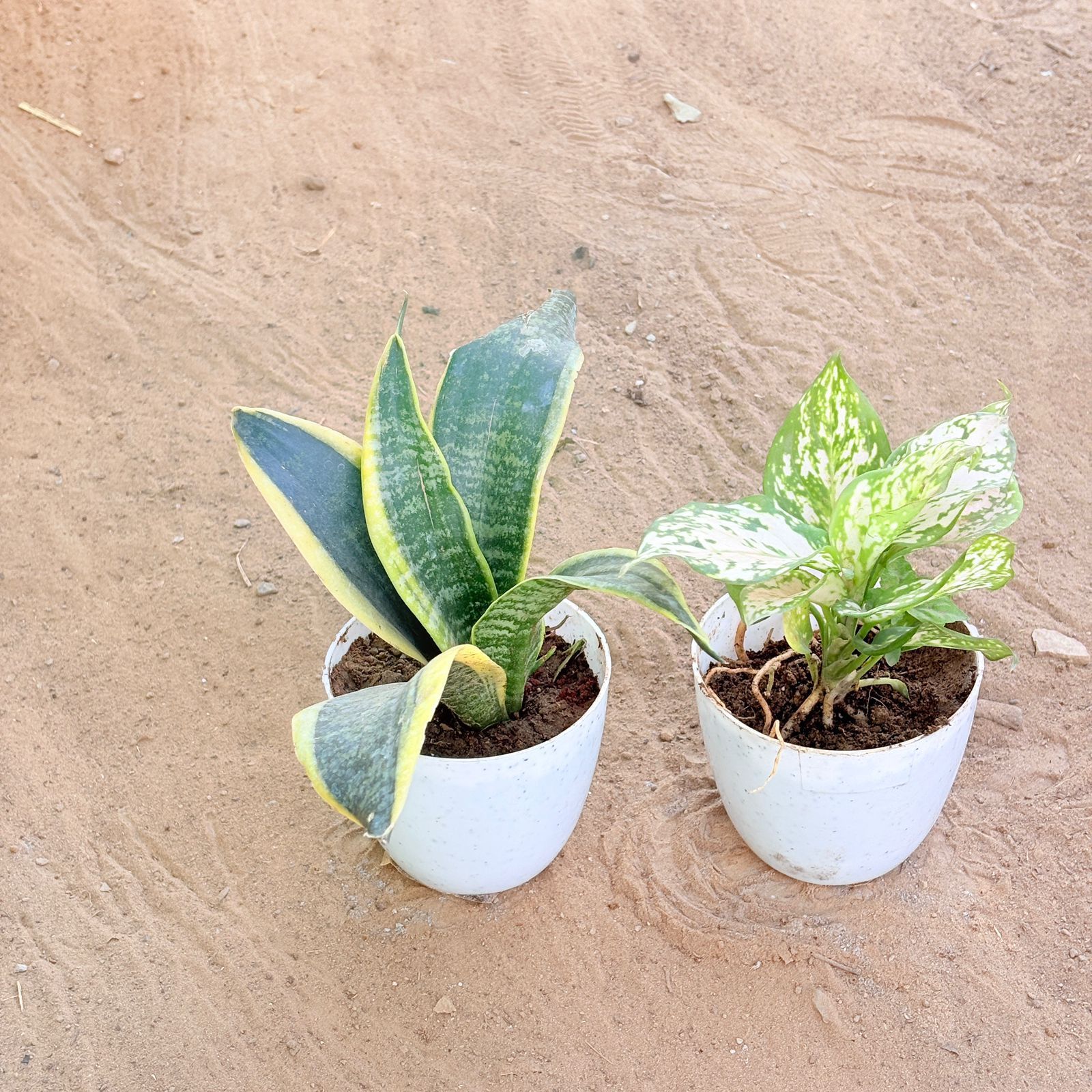 Set of 2 - Snake Yellow & Aglaonema White in 4 Inch White Premium Orchid Round Plastic Pot