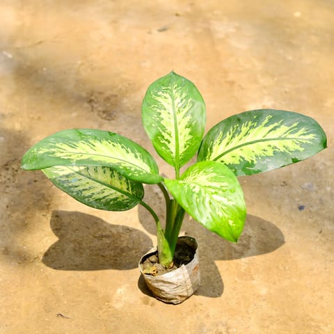 Dieffenbachia Seguine in 4 Inch Nursery Bag