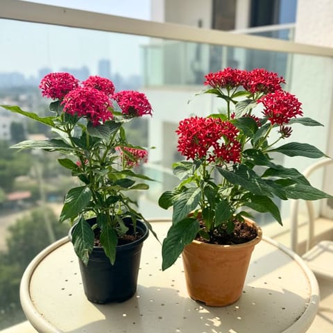 Set of 2 - Pentas (Red & Pink) in 5 Inch Nursery Pot
