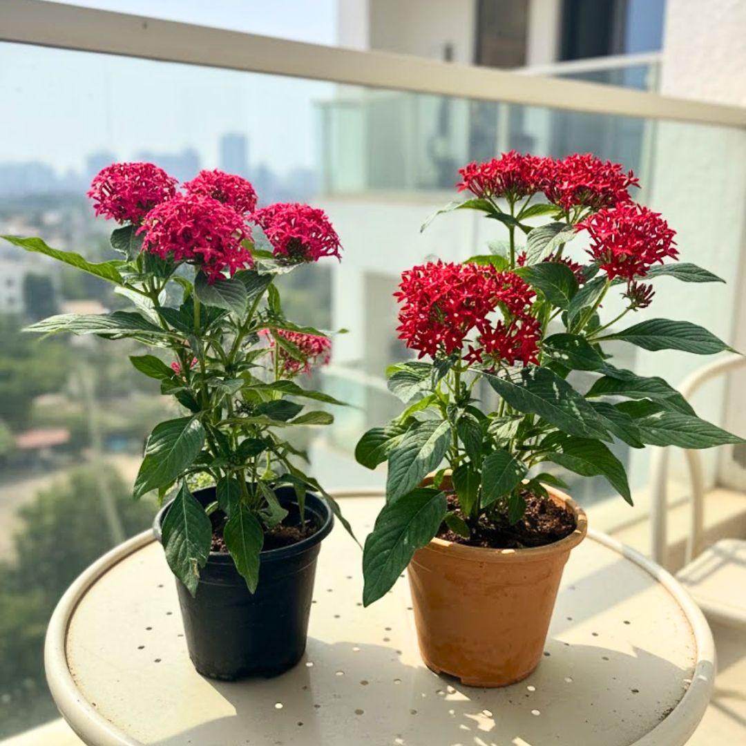 Set of 2 - Pentas (Pink & Red) in 5 Inch Nursery Pot