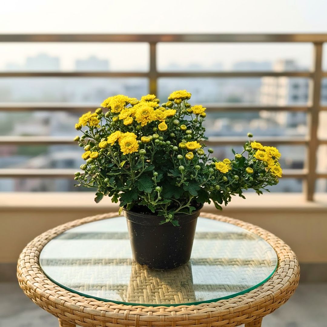 Chrysanthemum / Guldaudi Yellow in 6 Inch Nursery Pot