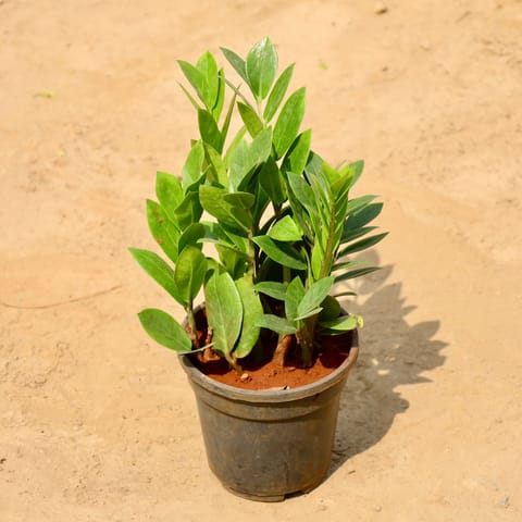 Zz Green (~ 1 Ft) in 4 Inch Nursery Pot