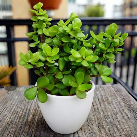 Jade in 4 Inch White Premium Orchid Round Plastic Pot