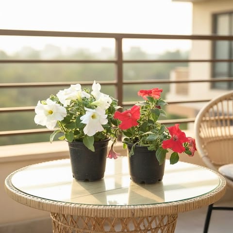 Set of 2 Petunia (Red & White) in 5 Inch Nursery Pot