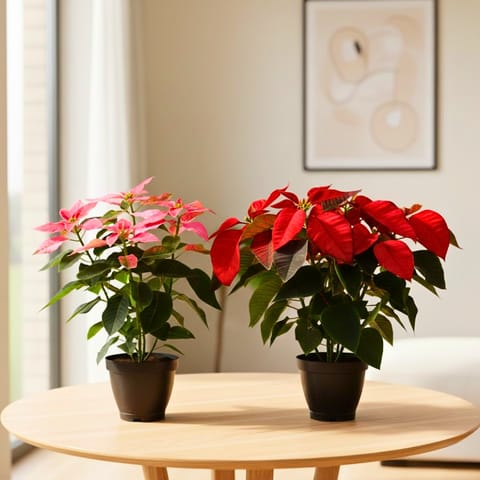 Set of 2 - Poinsettia / Christmas Flower (Red & Pink) in 5 Inch Nursery Pot