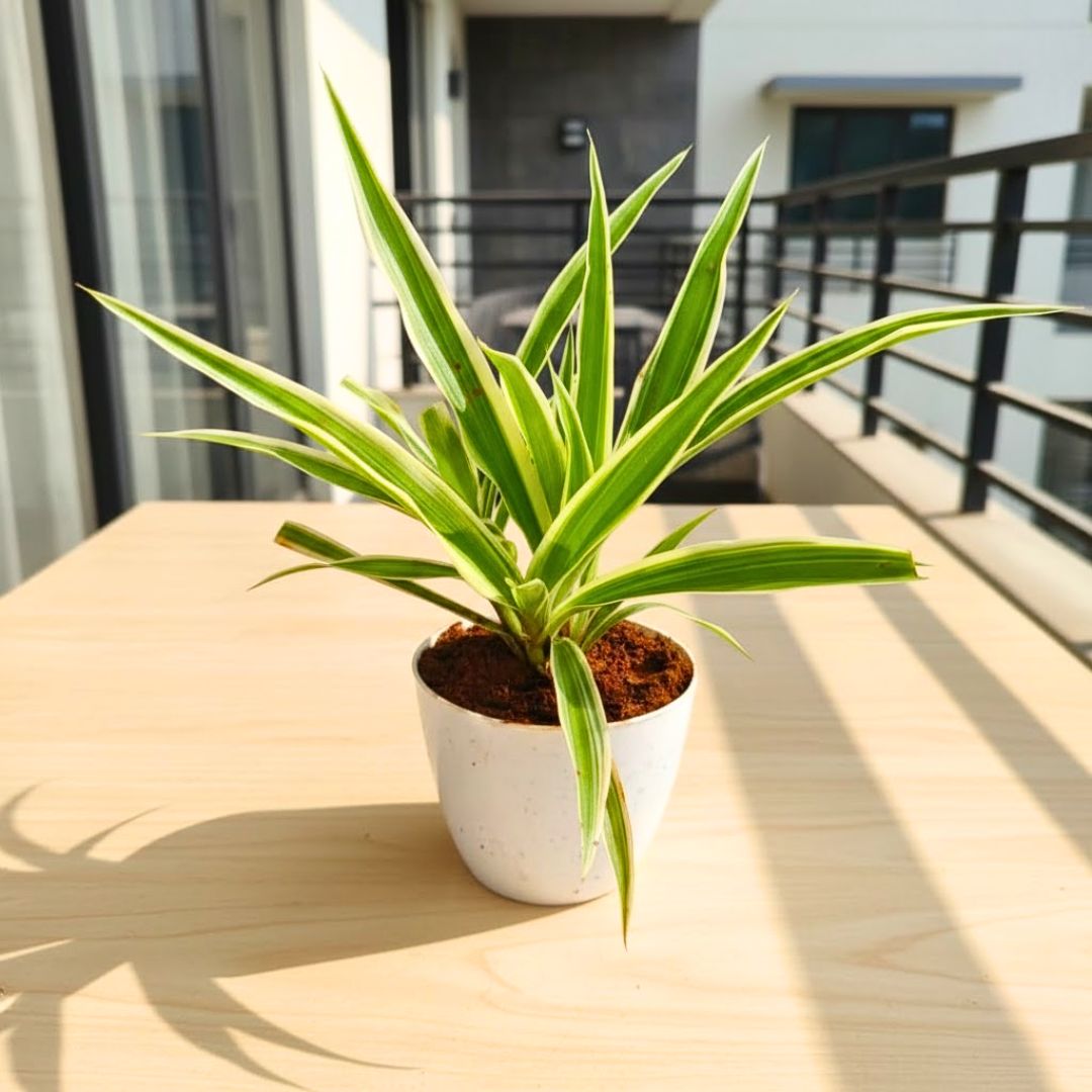 Spider in 4 Inch White Premium Orchid Round Plastic Pot