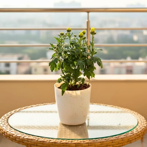 Chrysanthemum / Guldaudi Yellow in 5 Inch White Premium Plastic Pot