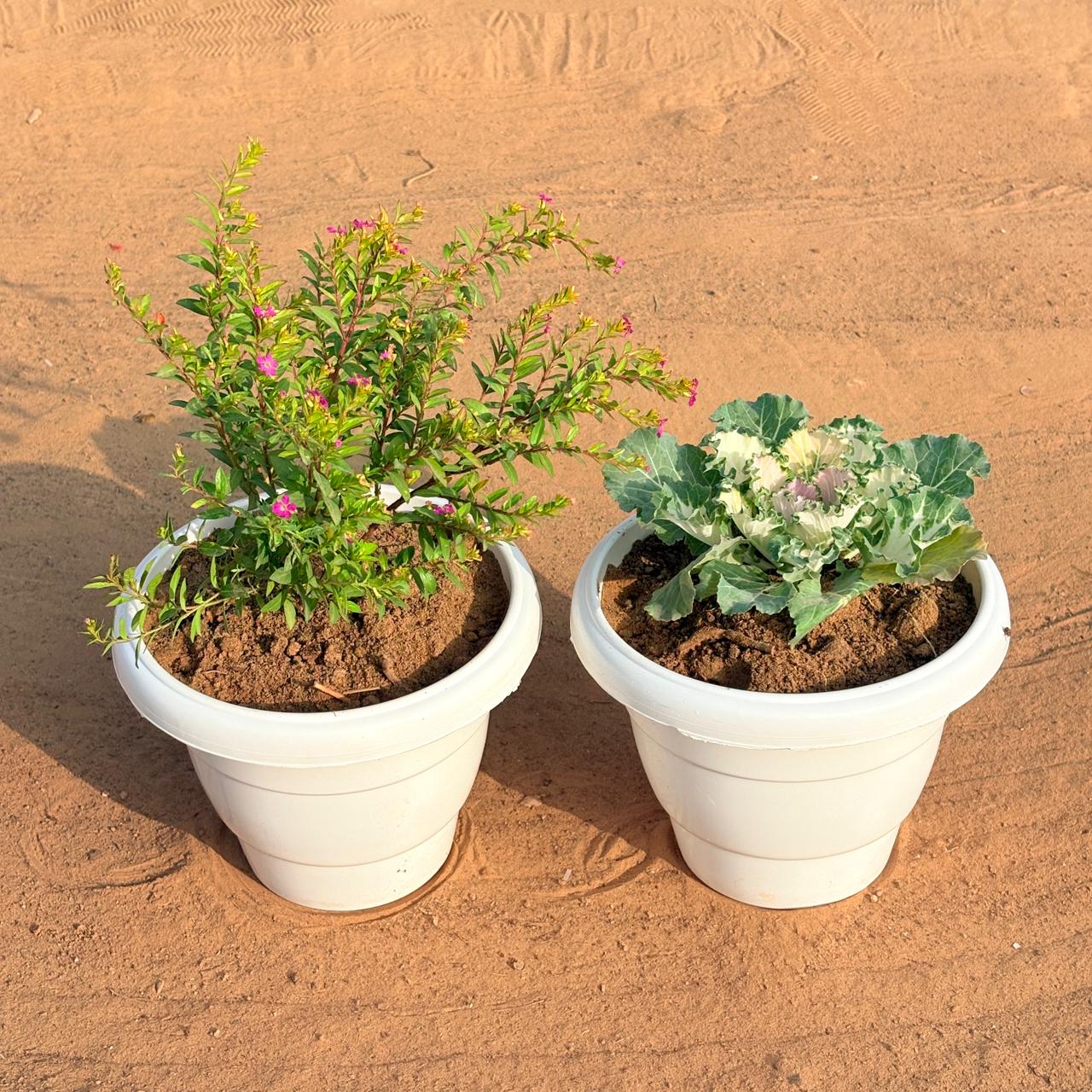 Set of 2 - Kale & Cuphea / False Heather (Any Colour) in 8 Inch White Classy Plastic Pot
