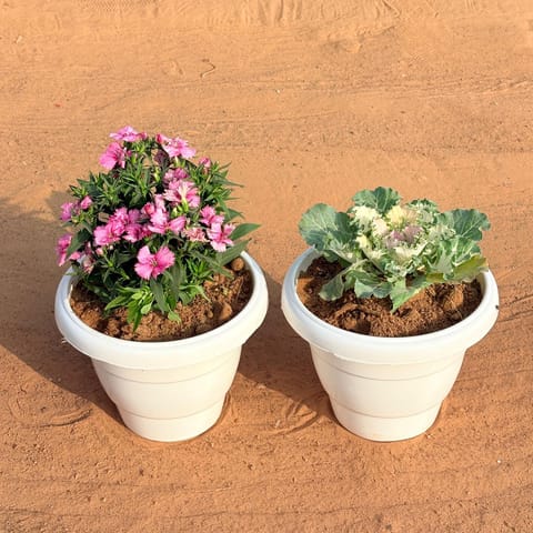 Set of 2 - Kale & Dianthus (Any Colour) in 8 Inch White Classy Plastic Pot